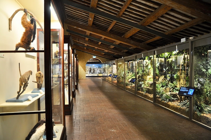 natural history museum of the university of pisa calci