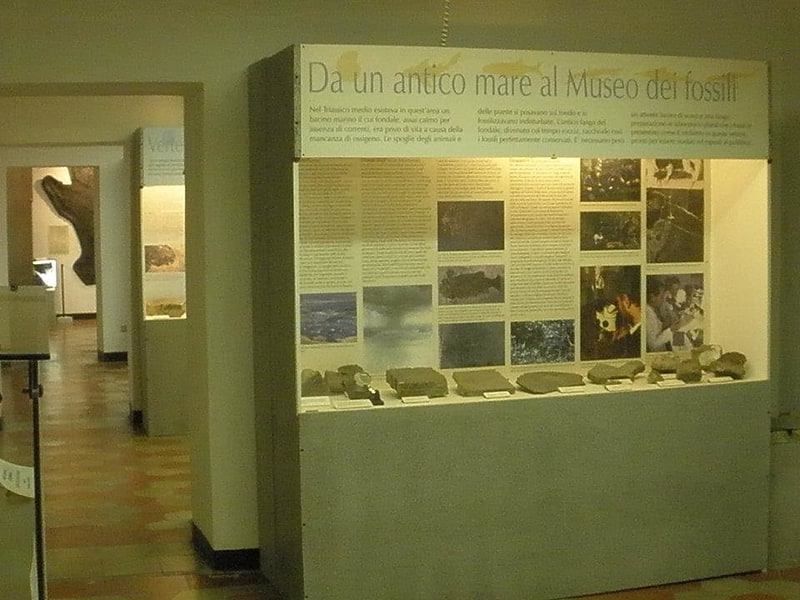 museo civico dei fossili di besano