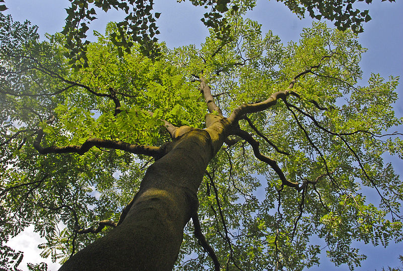 Orto Botanico di Brera