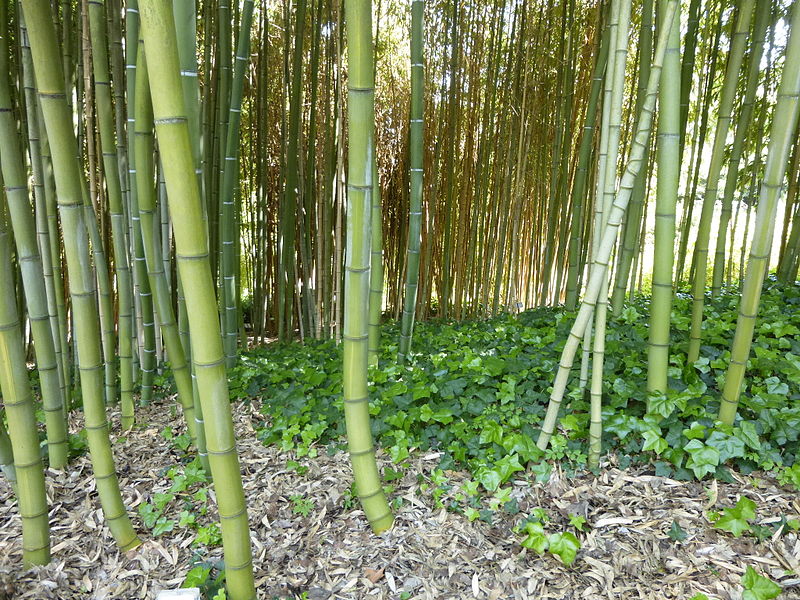 Jardín botánico de Roma