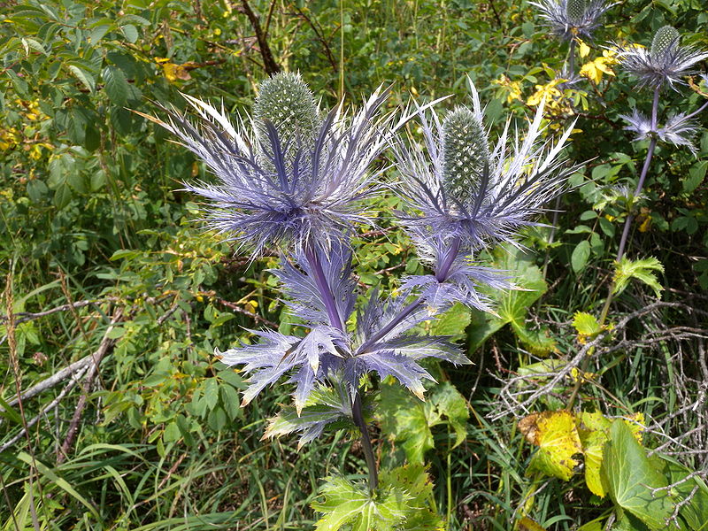 Jardín botánico montano de Pratorondanino