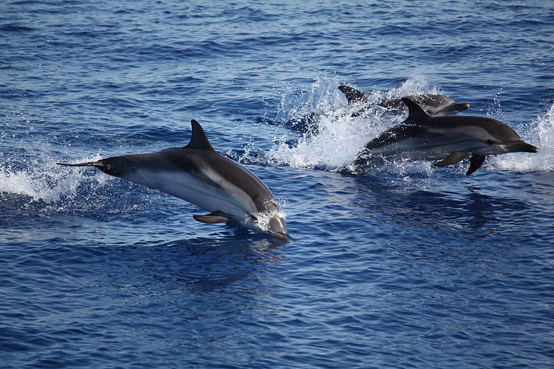 Panarea