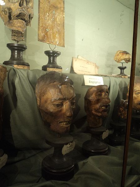 University History Museum, Pawia