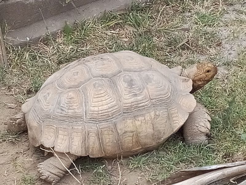 Zoo di Napoli