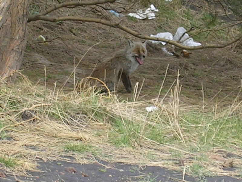 Parc de l'Etna