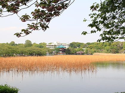 shinobazu pond tokyo