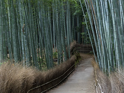 bamboo forest kioto