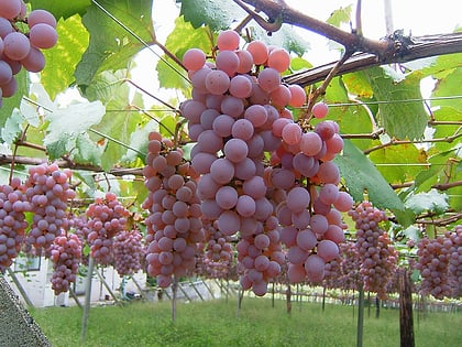 koshu