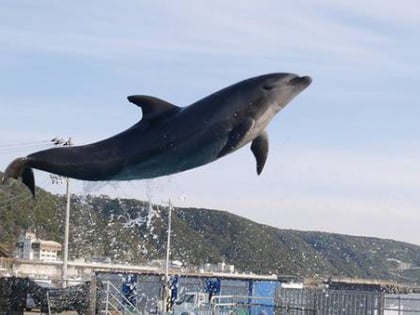shi hudorufinsenta muroto dolphins center