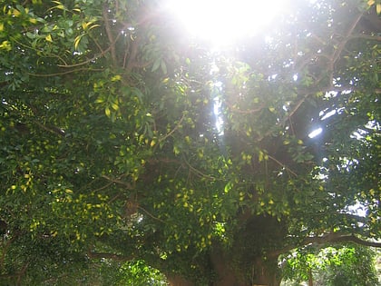 arbre sacre nagi shingu
