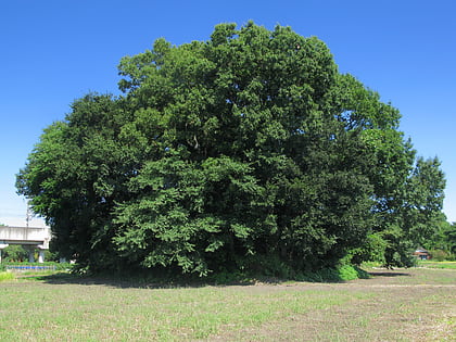 miyazuka kofun kumagaya