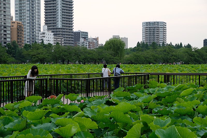 Shinobazu Pond