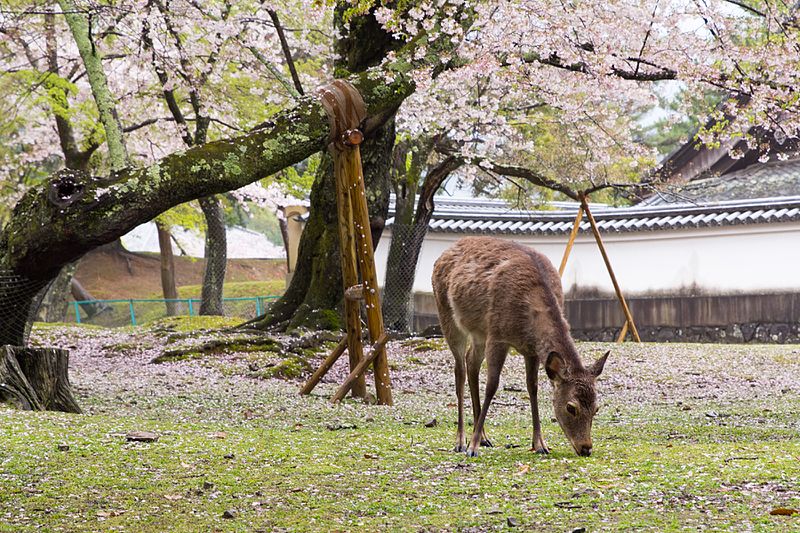 Parc de Nara