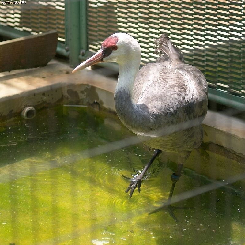 Izumi crane migration grounds