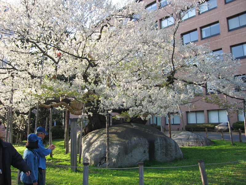 Rock-Breaking Cherry Tree