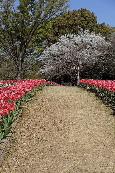 Showa Memorial Park