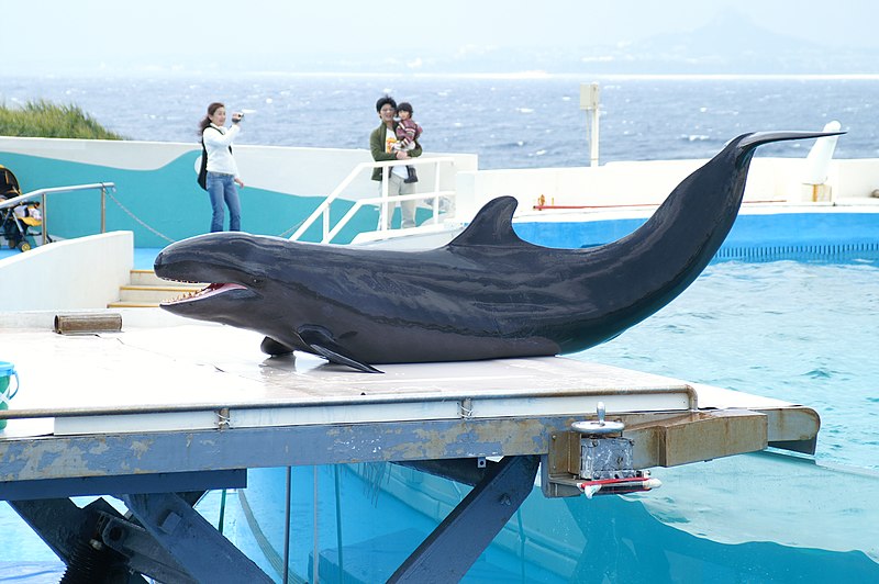 Aquarium Churaumi d'Okinawa