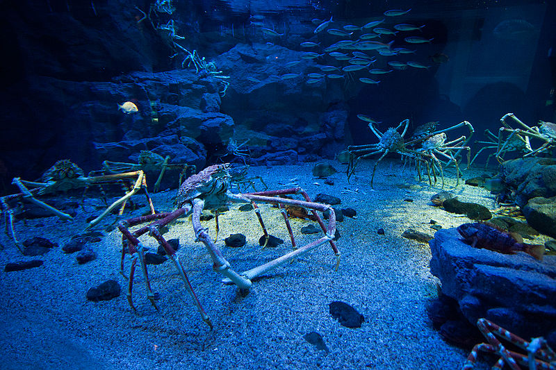 Aquarium Kaiyukan