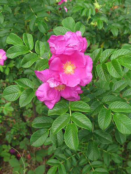 Jardin botanique de Jindai