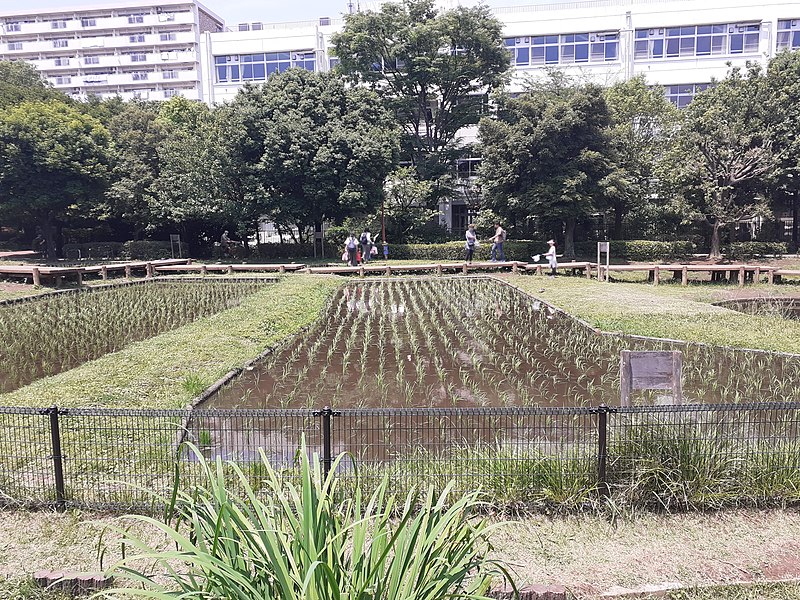 Akinohi Park