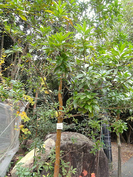 Jardín botánico natural de Miyajima