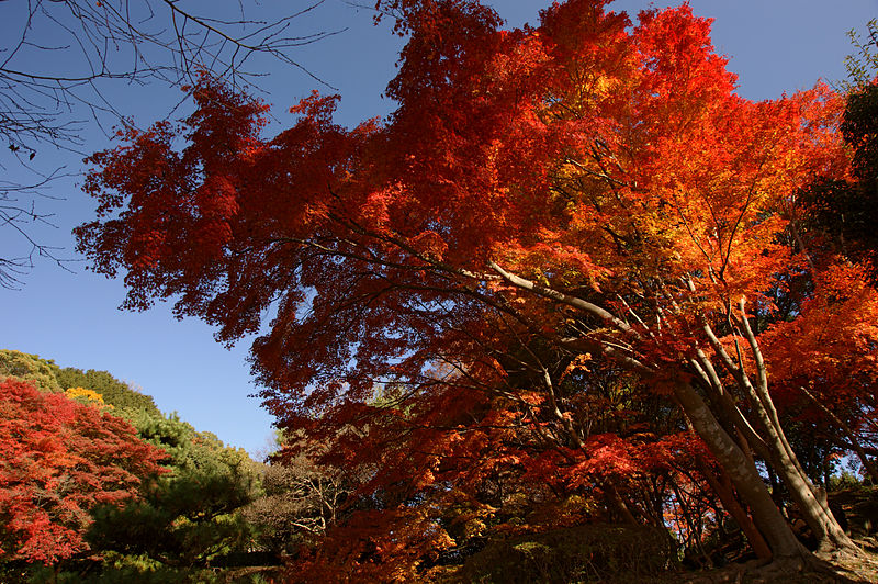 Suma Rikyu Park