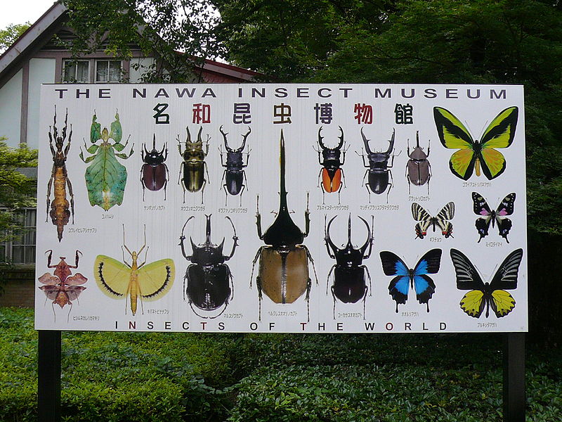 Nawa Insect Museum