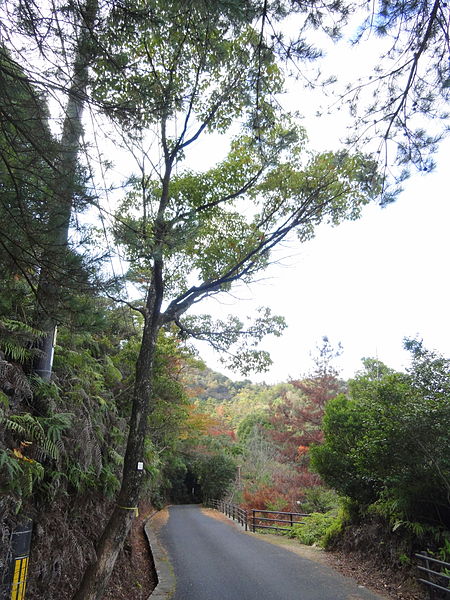 Jardín botánico natural de Miyajima