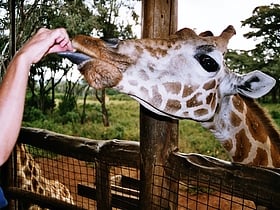 giraffe centre nairobi