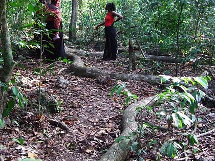 bosques sagrados de kayas de los mijikenda