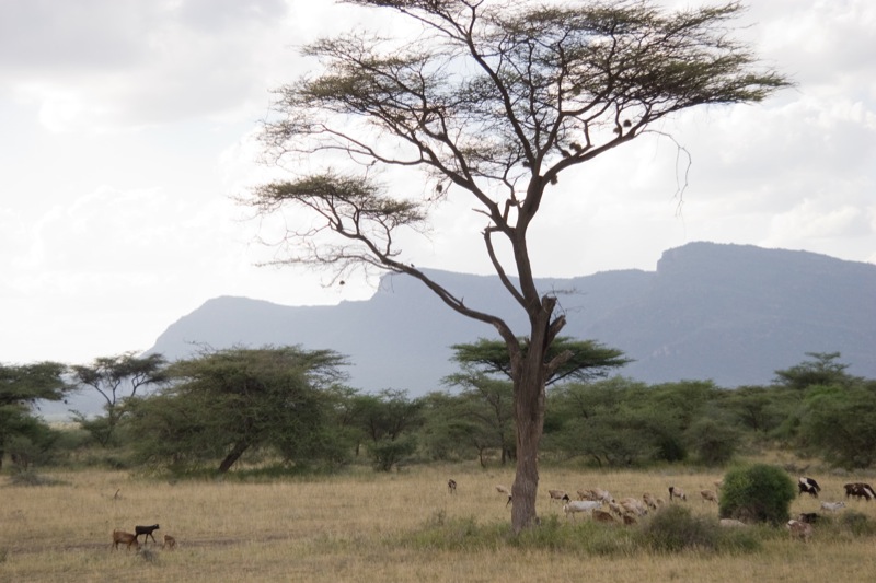 Shaba National Reserve