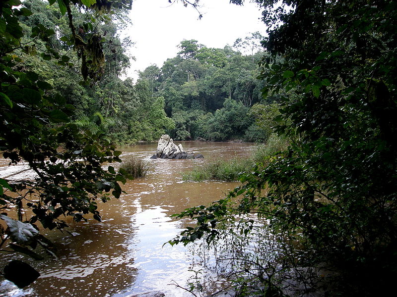 Kakamega Rainforest