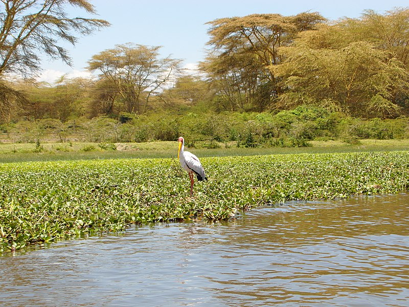Lac Naivasha
