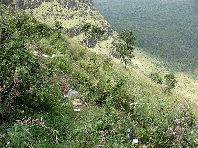 Forêt de Menengai