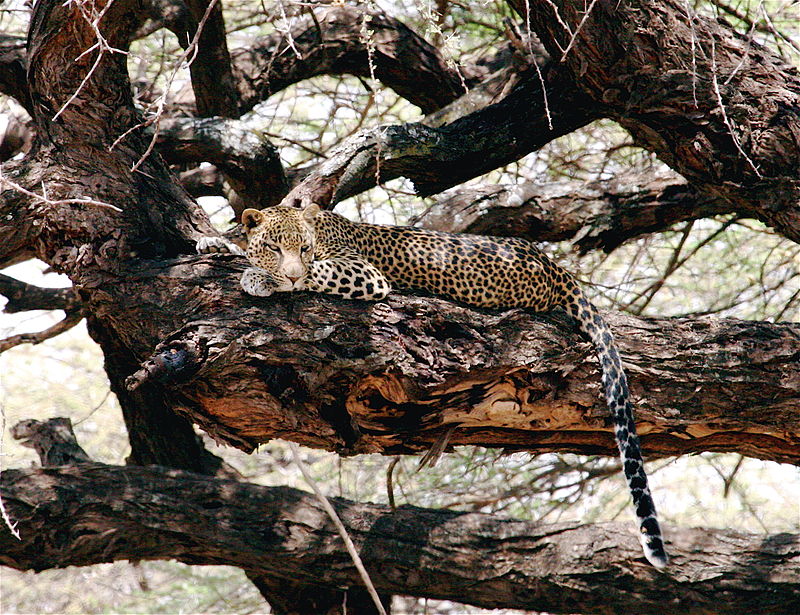 Reserva nacional de Samburu