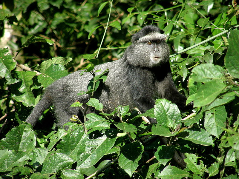 Kakamega Forest Nationalreservat