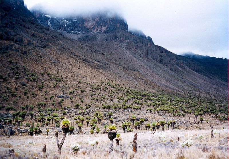 Nationalpark Mount Kenya