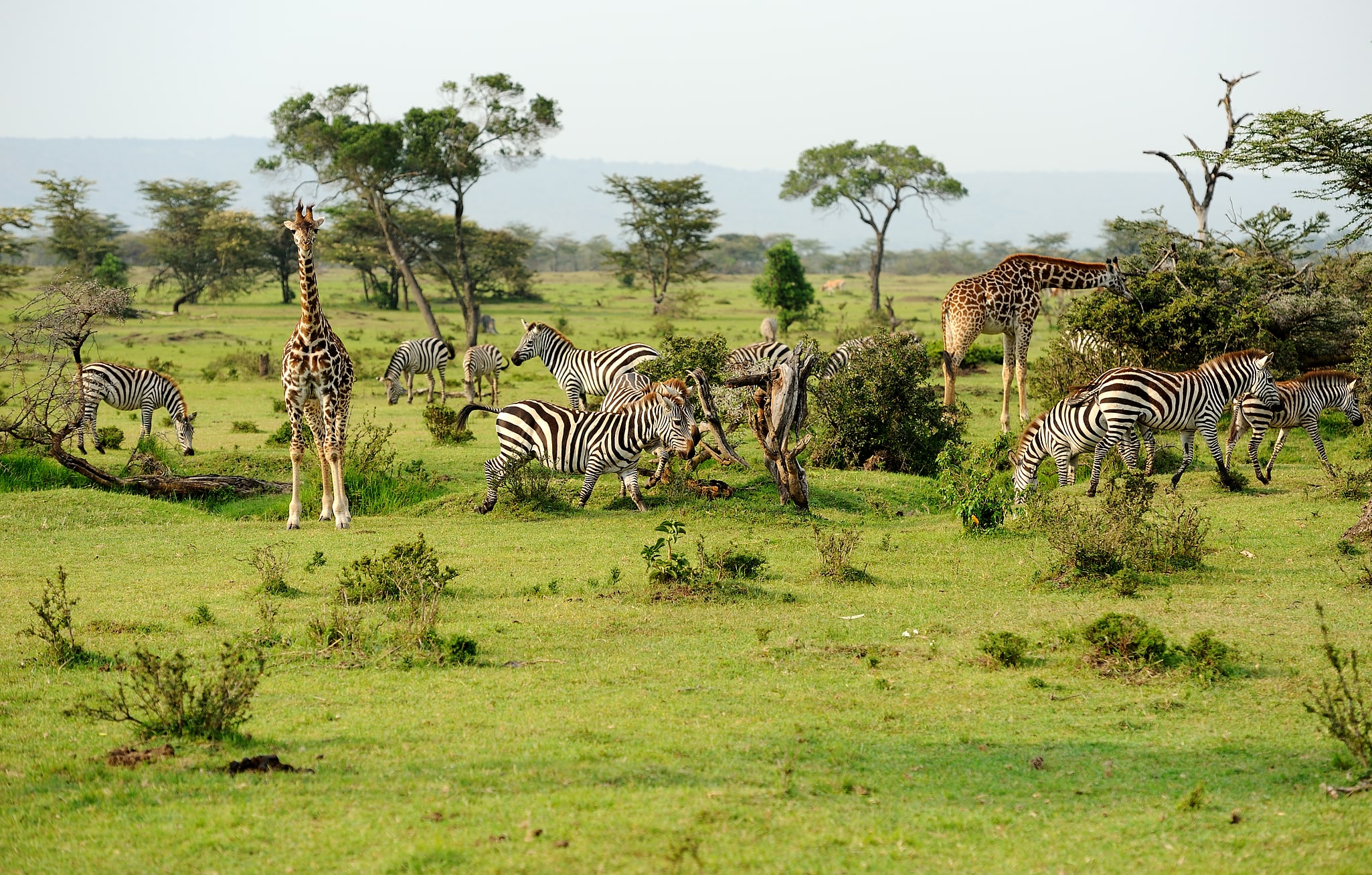 Masái Mara, Kenia
