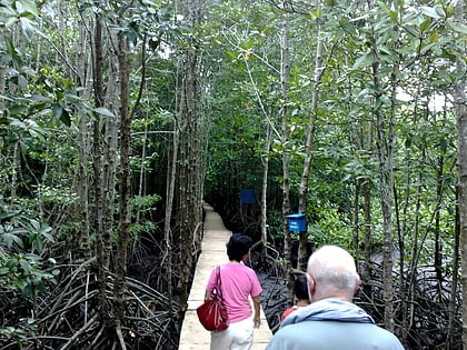 peam krasop mangroves trail peam krasop wildlife sanctuary