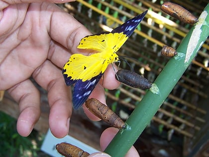 banteay srey butterfly centre siem riep