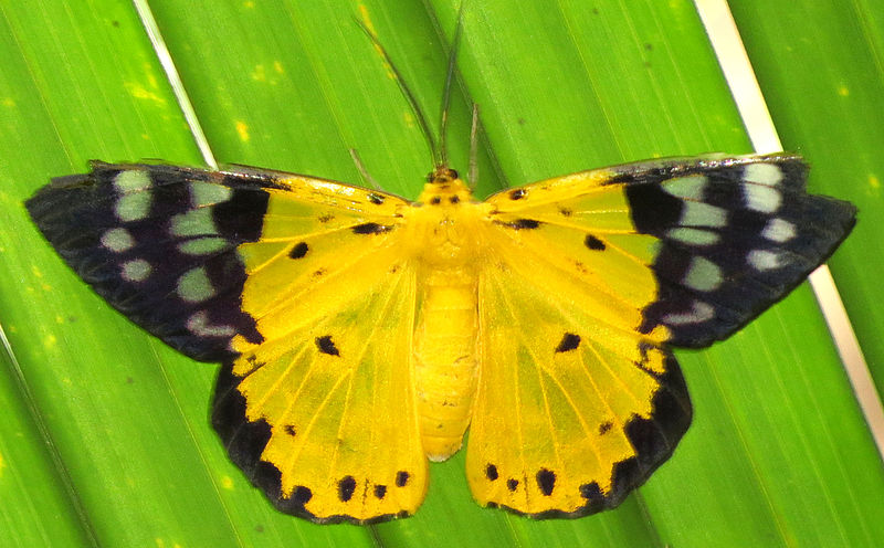 Banteay Srey Butterfly Centre