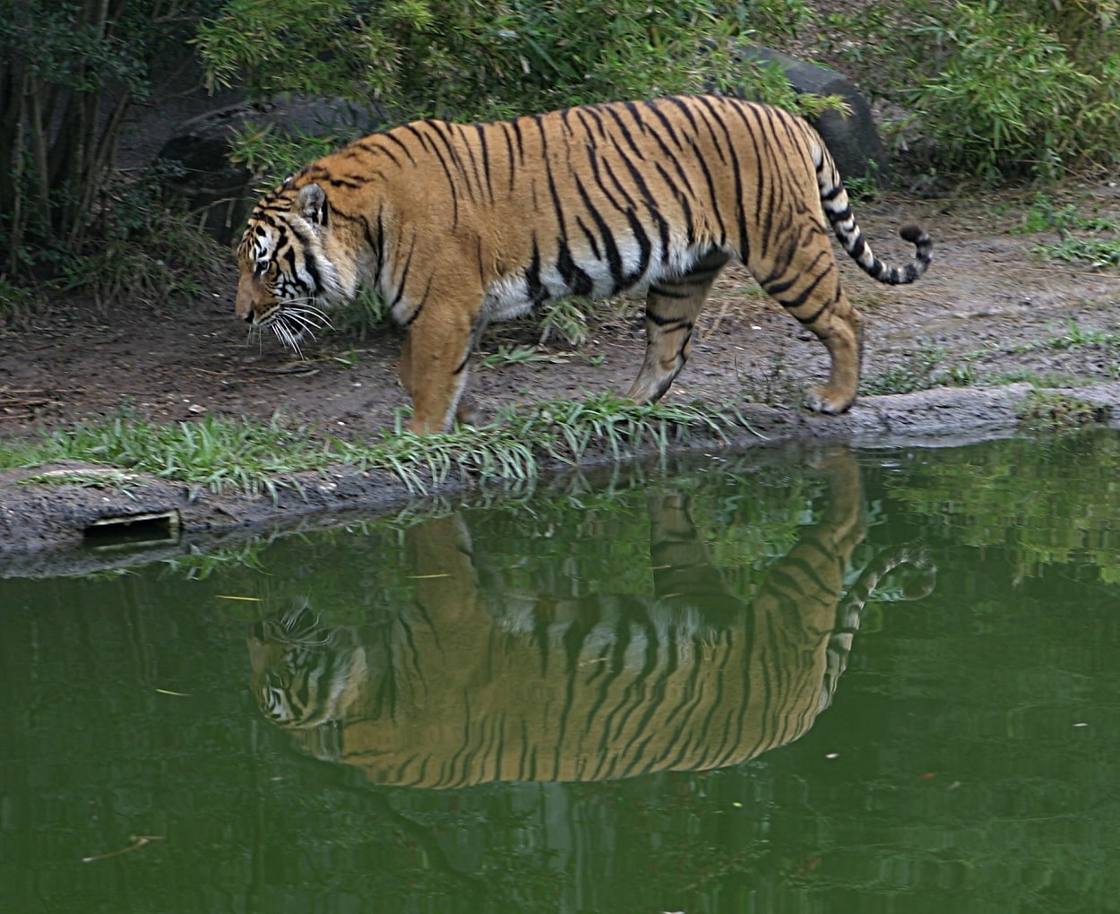 Phnom Sankos Wildlife Sanctuary, Camboya