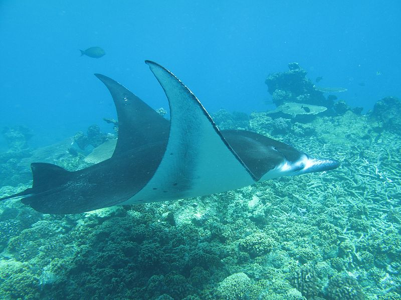 Aire protégée des îles Phœnix