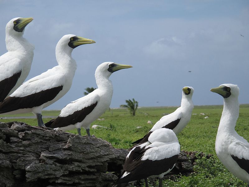 Aire protégée des îles Phœnix