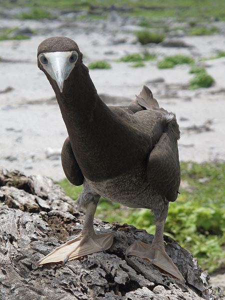 Aire protégée des îles Phœnix