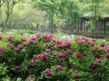 hantaek botanical garden yongin