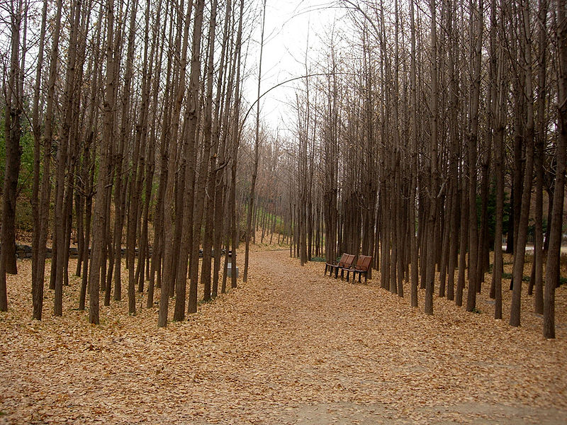 Forêt de Séoul