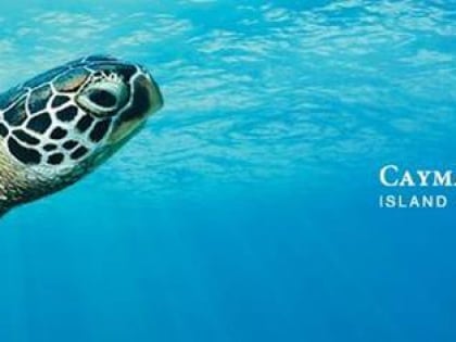 cayman turtle farm island wildlife encounter wielki kajman