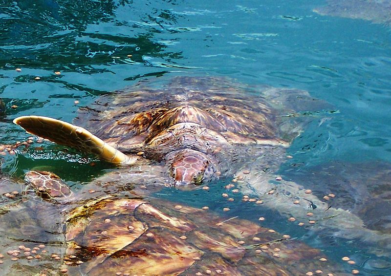 Cayman Turtle Farm