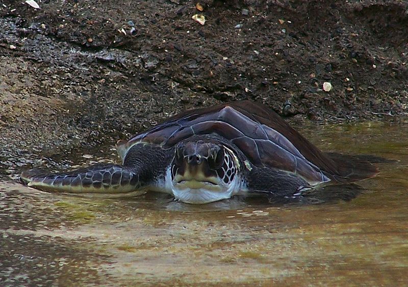 Cayman Turtle Farm